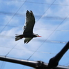 IMG_0689