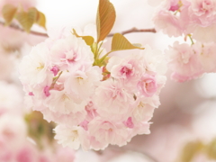 Buquet by double flowered cherry blossom