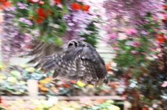 Flying owl 3