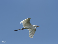 White in blue