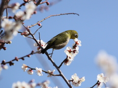 White-eye eats white plum blossoms