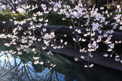 ほろほろと・・・