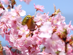 桜布団