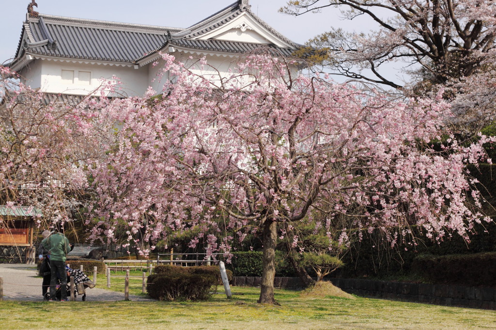 「桜をのんびり見られて幸せだね」