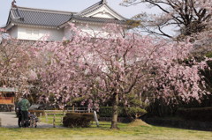「桜をのんびり見られて幸せだね」