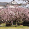 「桜をのんびり見られて幸せだね」