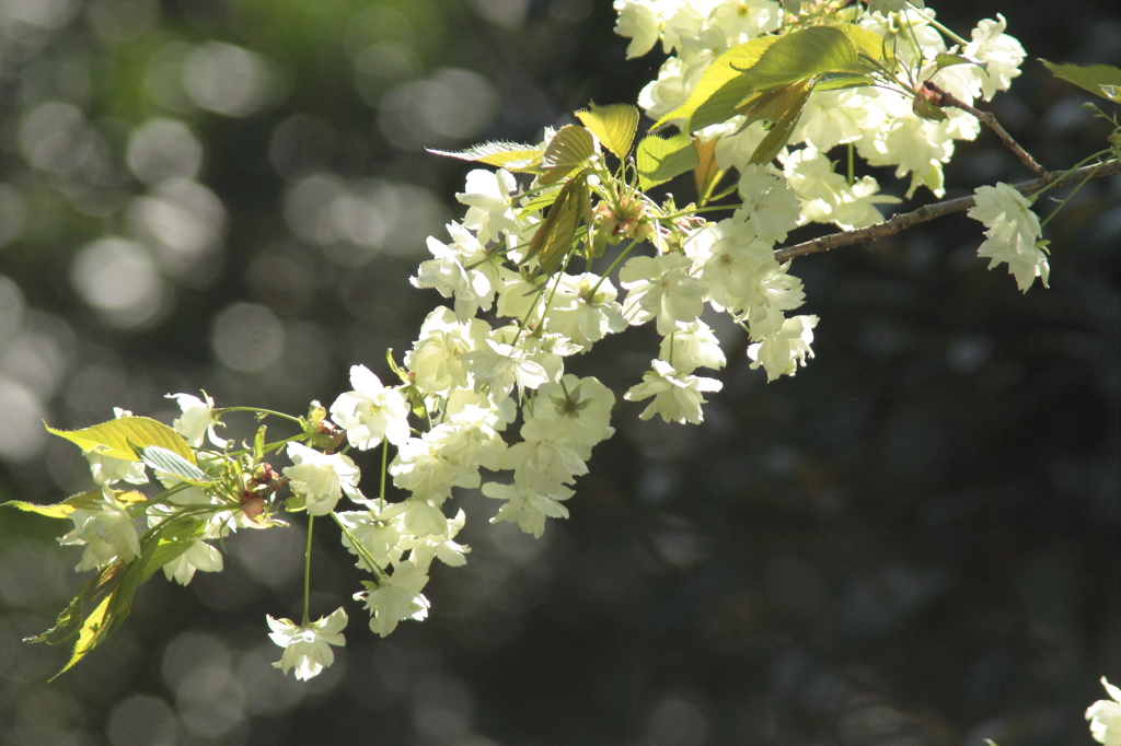 鬱金桜の思い出