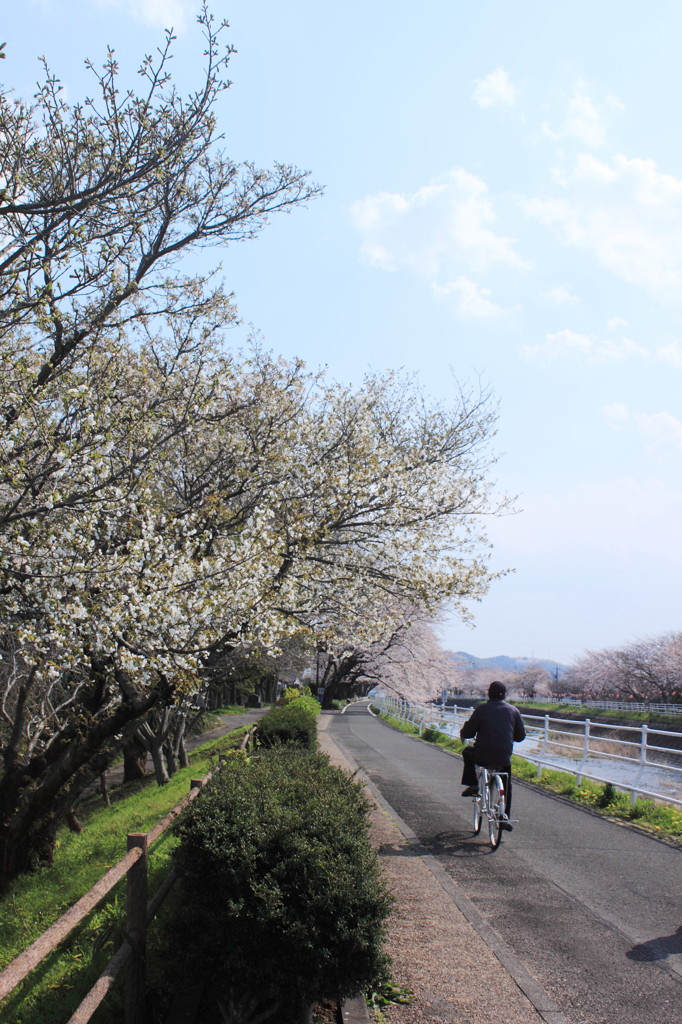 ある晴れた日に