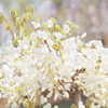 Wisteria15