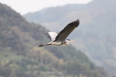A heron アオサギ
