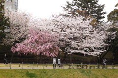 人生劇場＠駿府公園6