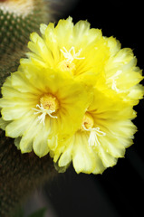 Cactus's flowers-うちのサボテンの花-