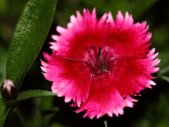 A dianthus in the night-うちのナデシコ-