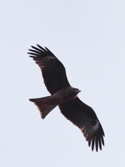 鳶