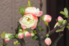 420mmレンズのボケの花