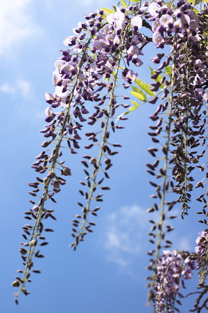 Swing wisteria blossoms