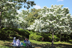 Snow in May2-Hanami people-