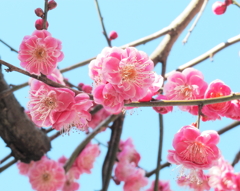 Spring has come-Fuji-shi