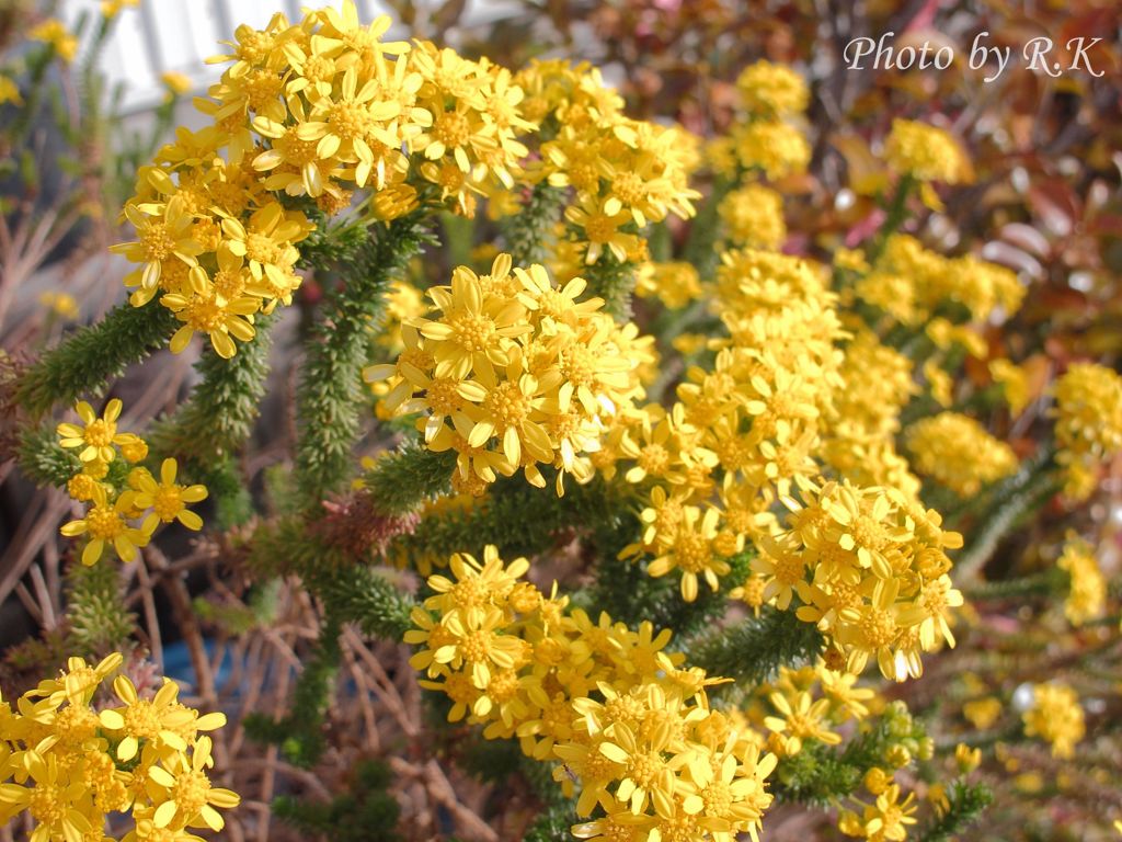詠み人知らず・・・（花の名知らず）