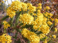 詠み人知らず・・・（花の名知らず）