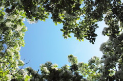 Green and Wnite5-around the blue sky-