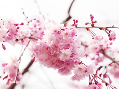 Buquet 2013