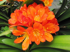Kaffir lily
