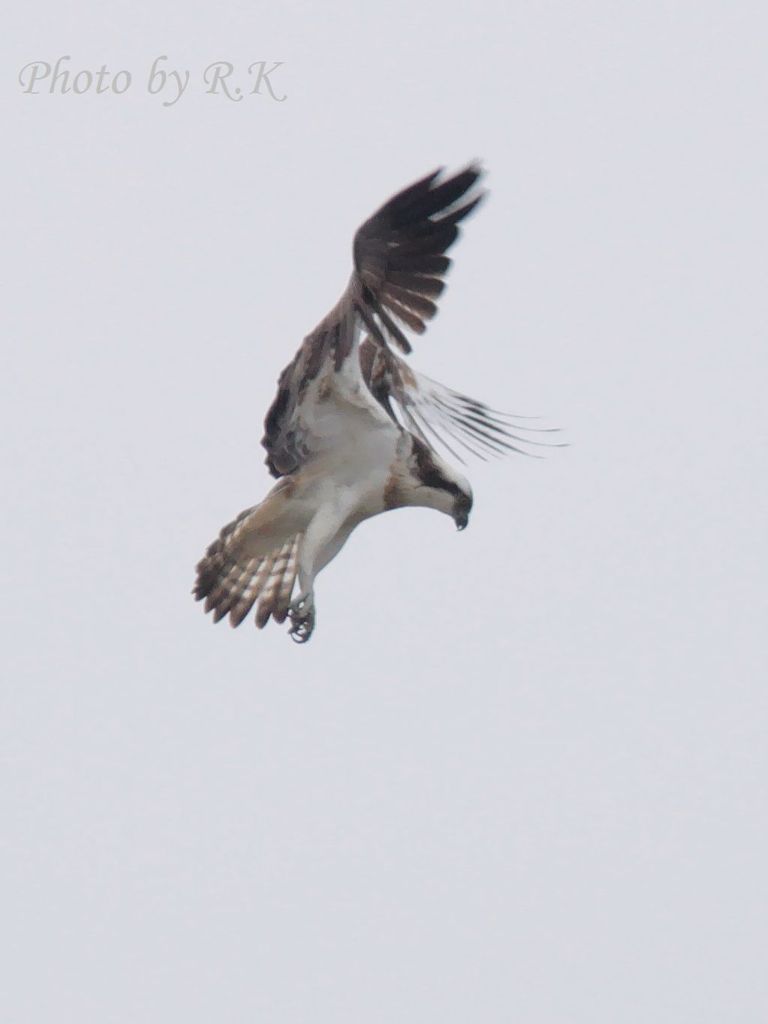 立ちポーズでホバリング