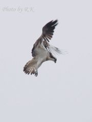 立ちポーズでホバリング