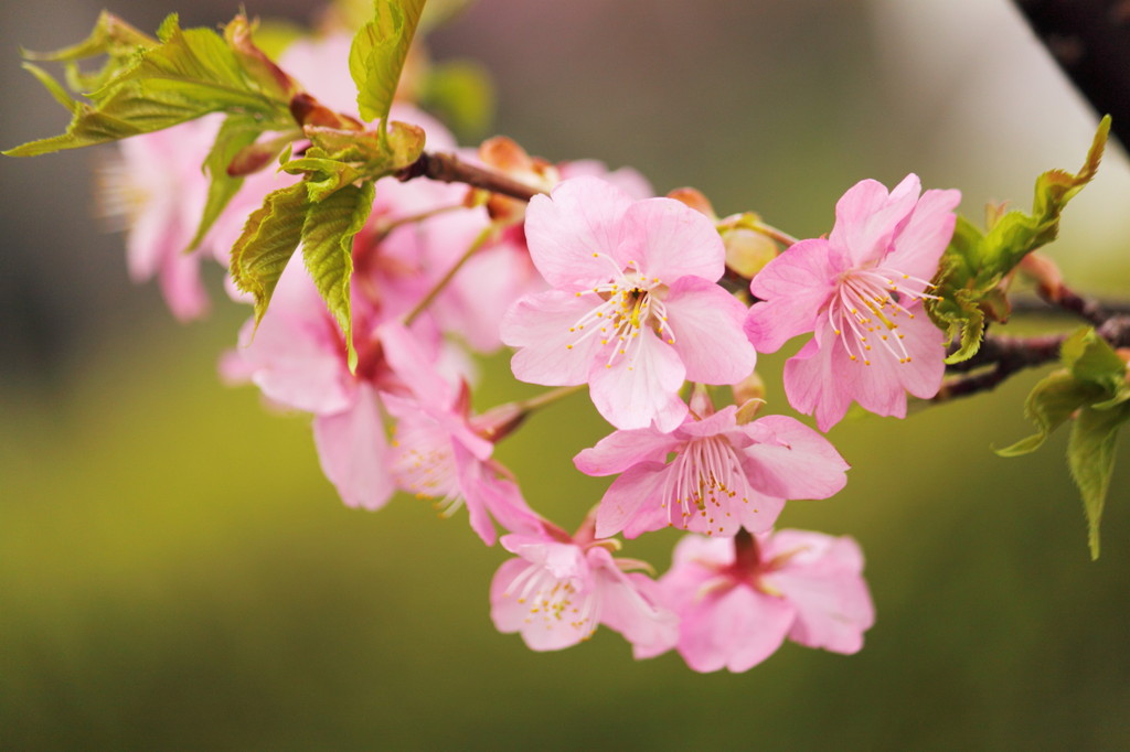 Kawazu-Zakura2-early spring-