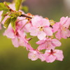 Kawazu-Zakura2-early spring-