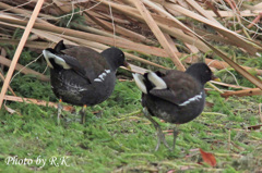 バンちゃんの日常（成鳥’ｓ・ごはんさがそう）