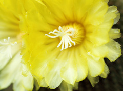 Cactus's flowers -detail-