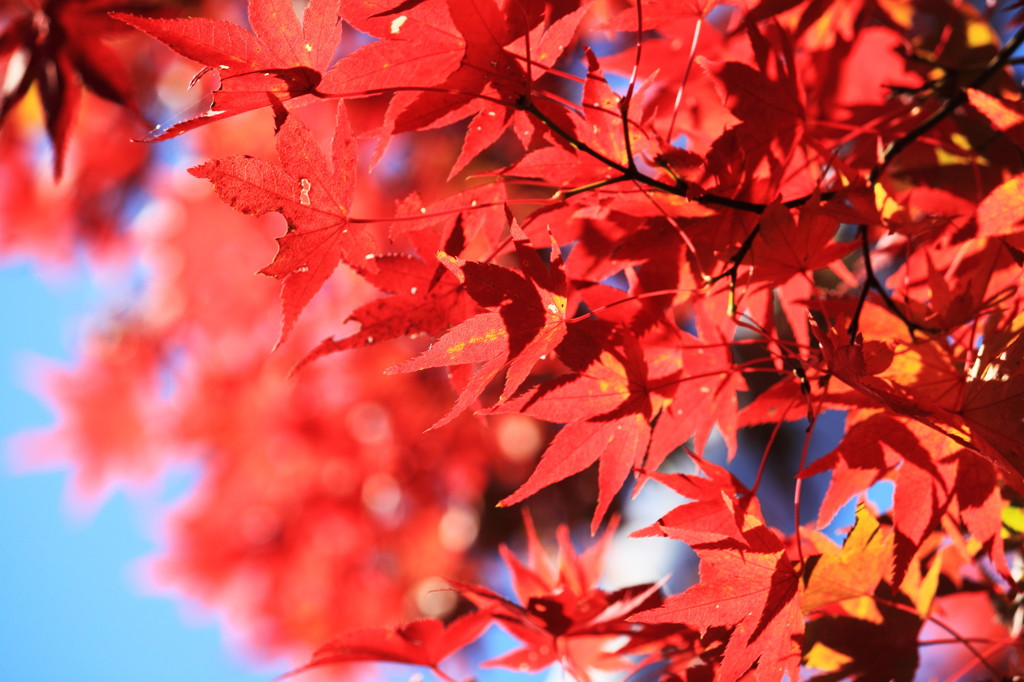 赤・紅・朱と青空