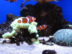 Finding Nimo