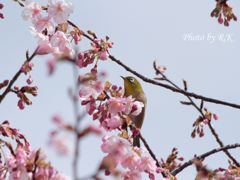 河津桜とメジロ