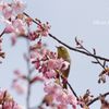 河津桜とメジロ
