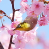 「出会いはいつも突然に」