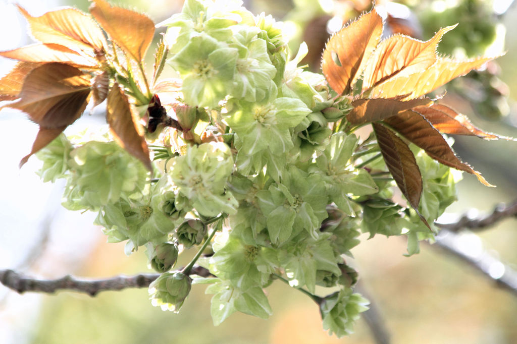 八重の桜（御衣黄）