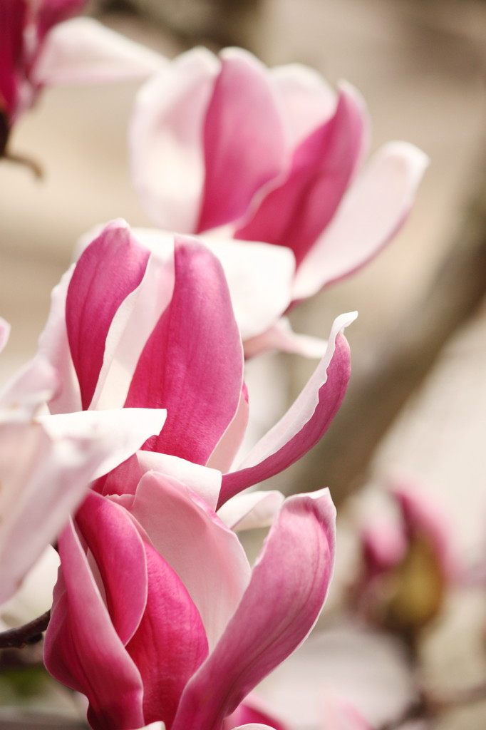 紅木蓮の三つ子？