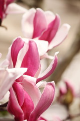 紅木蓮の三つ子？