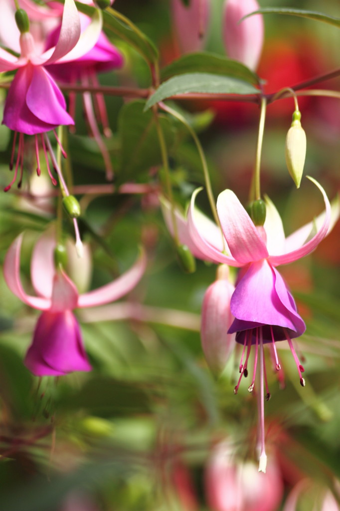 Fuchsia in natural light -beautiful-