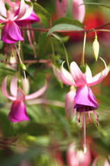 Fuchsia in natural light -beautiful-