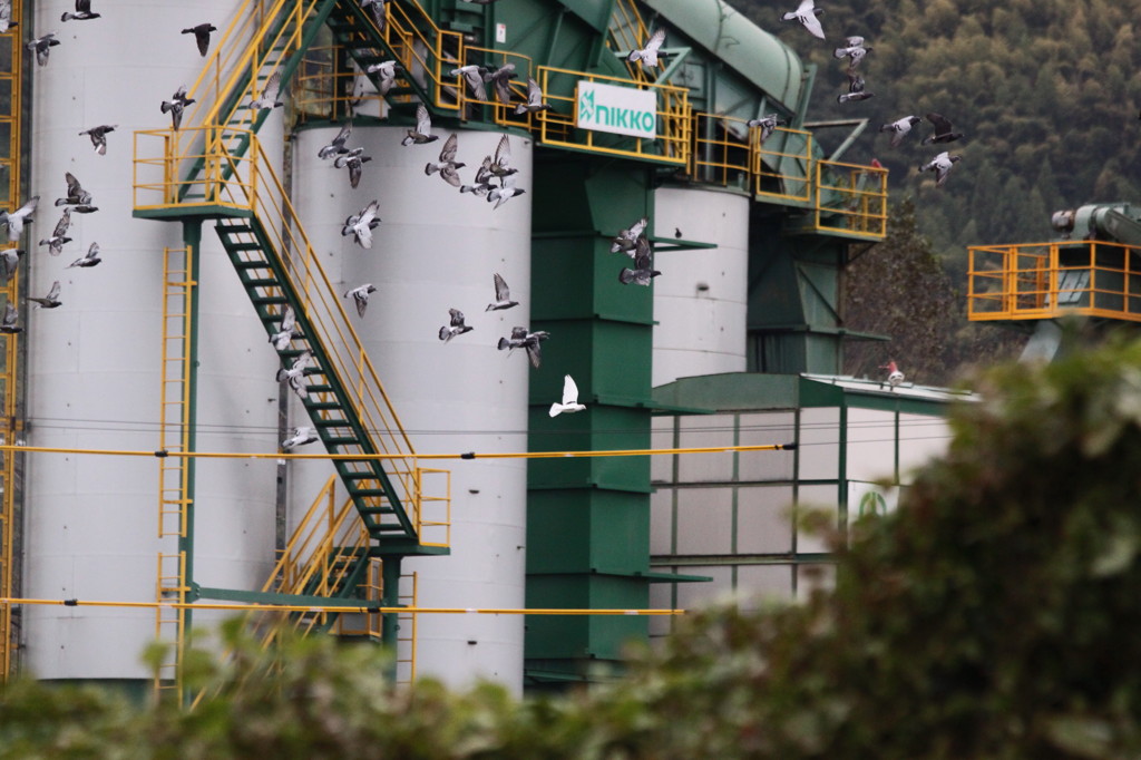 ヒッチコック『鳥』のオマージュ3