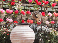 Flying owl 6