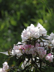 蓮華寺のシャクナゲ1