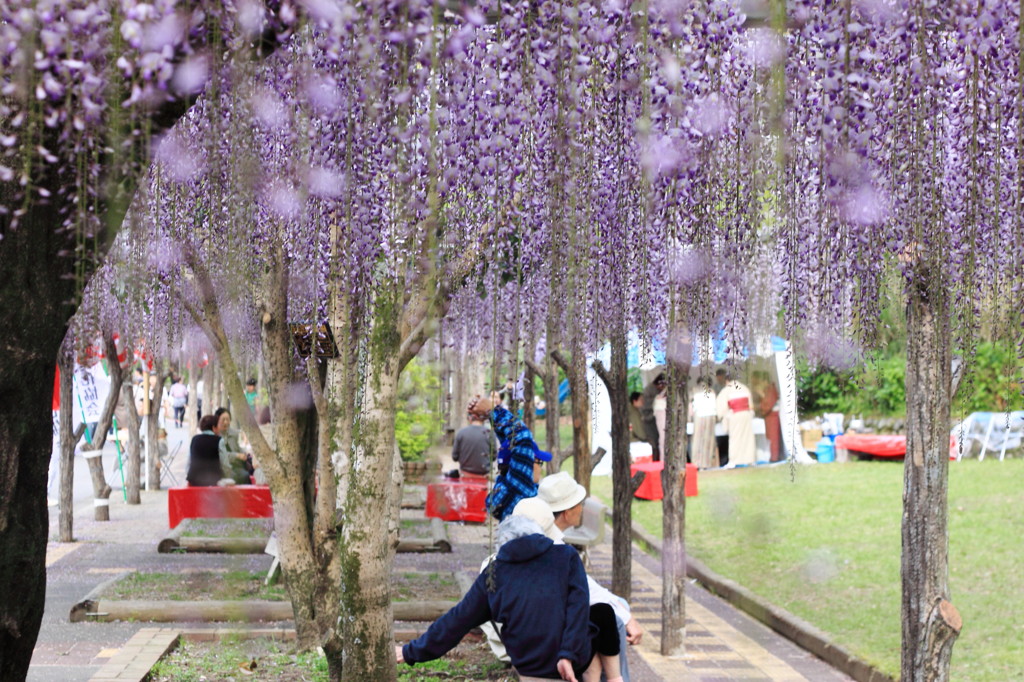 花見2