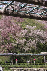 Full of colors over the wisteria