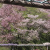 Full of colors over the wisteria