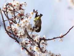 アクロバットメジロ
